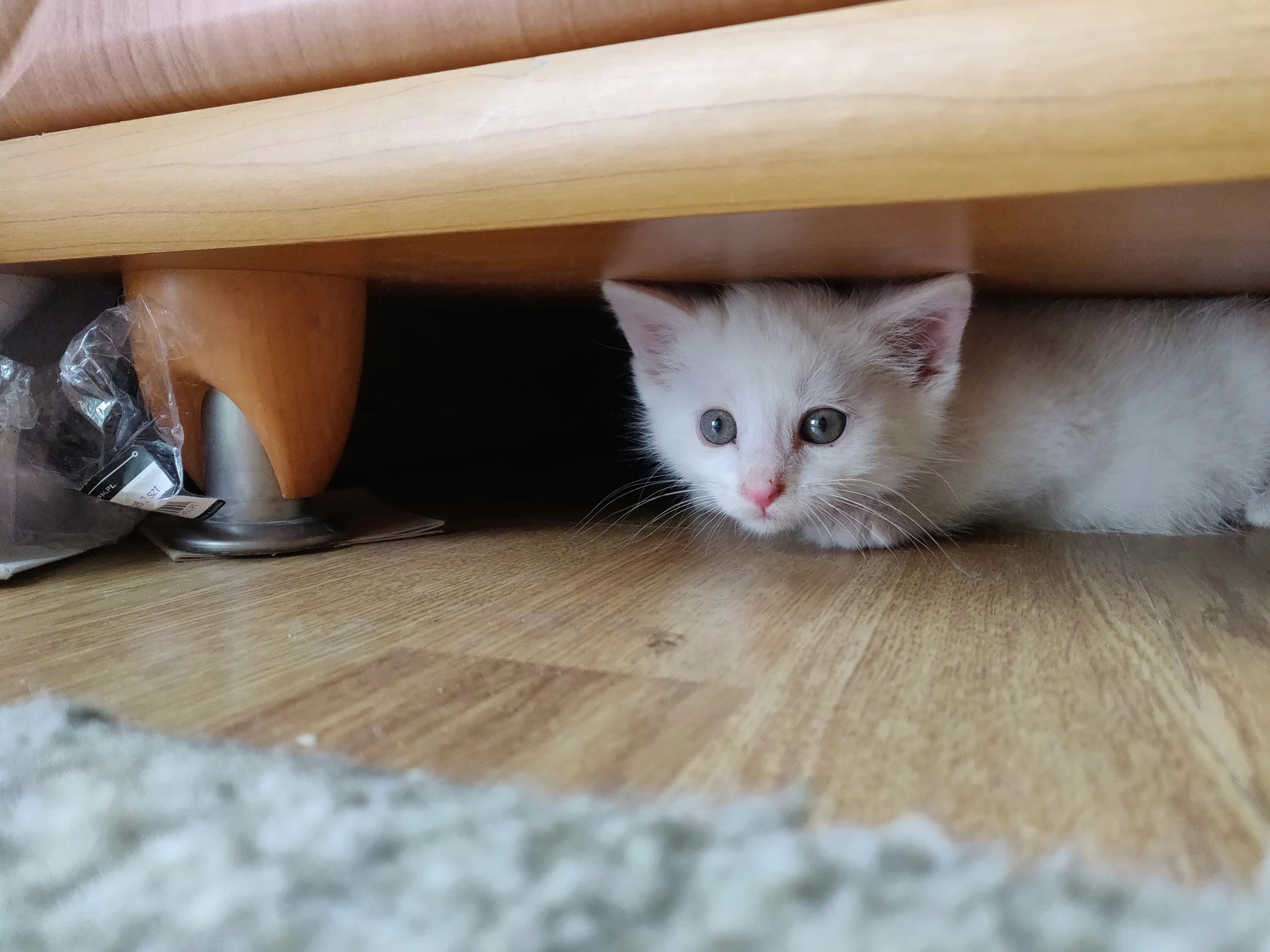 a little white kitten hiding underneath a bed