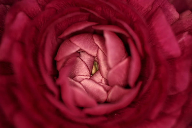 the center of a flower that looks like petals