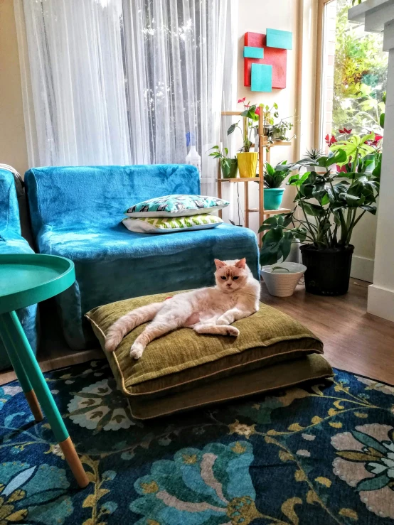 a cat laying on a pillow in a living room