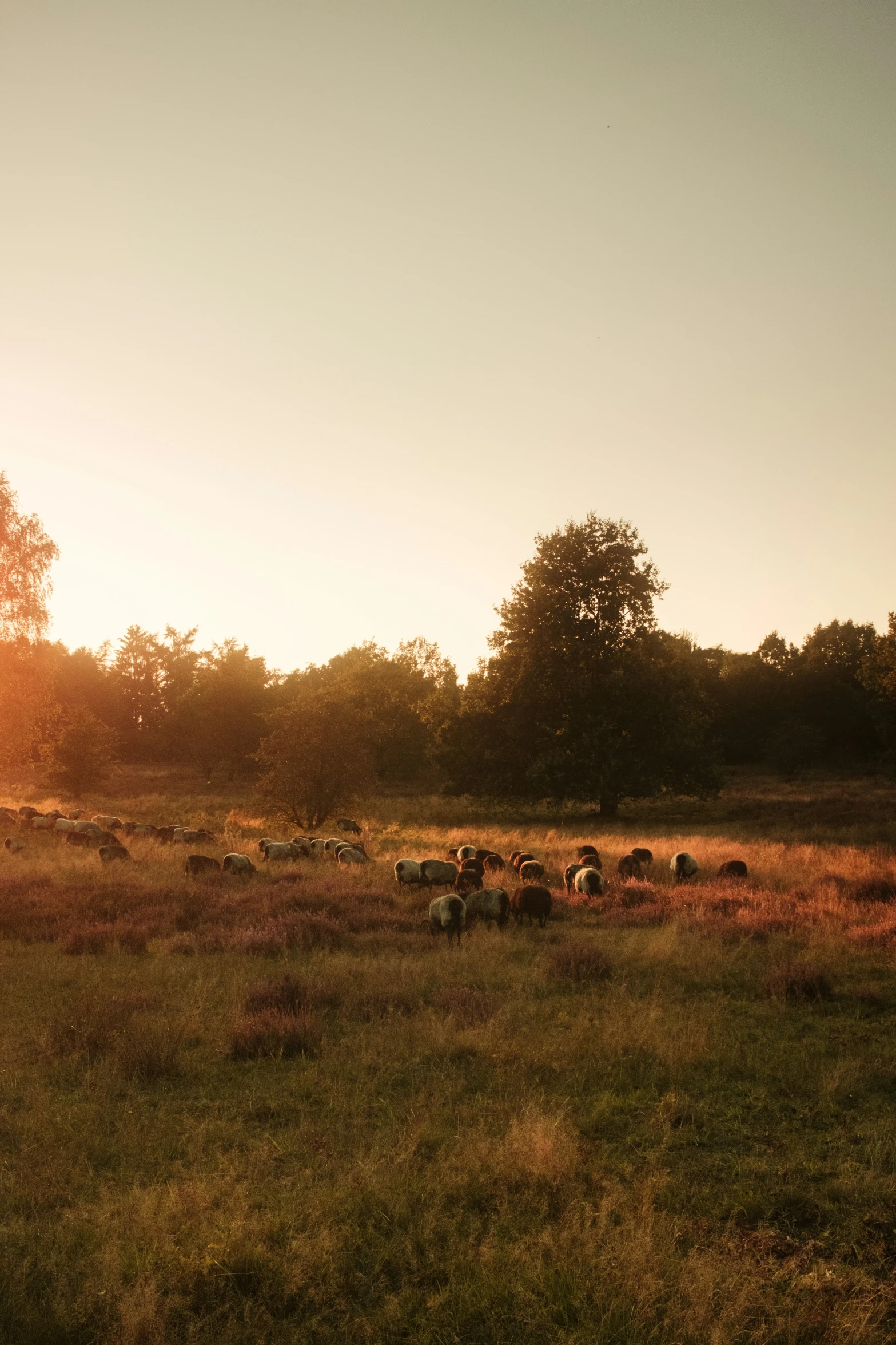 the sheep are scattered about in the grass by trees