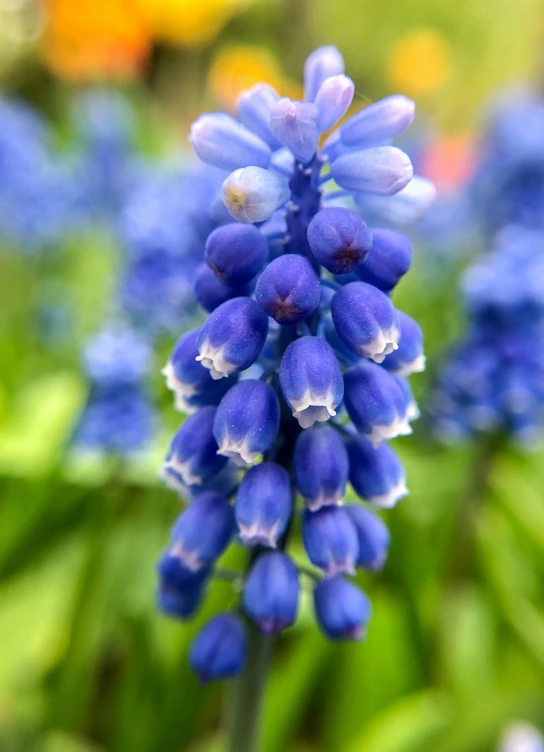 an up close view of some very pretty purple flowers