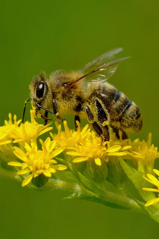 the large fly is perched on the yellow flower