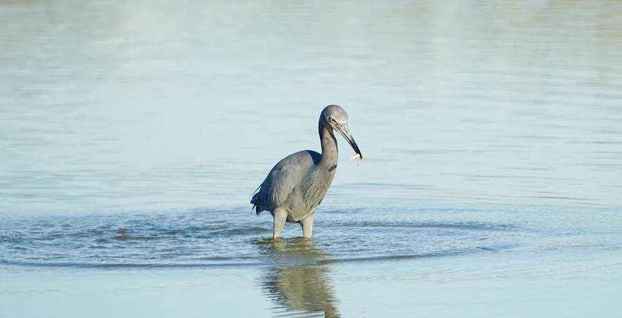 a bird that is standing in the water