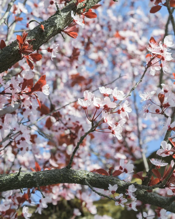 white flowers are blooming on a tree nch