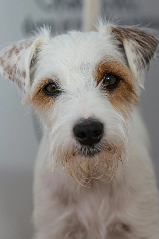 a brown and white dog with its head cocked