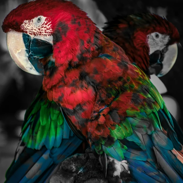 the parrots have colorful feathers and are perched
