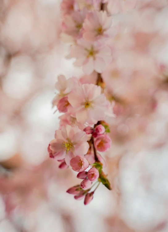 a tree with some small pink flowers on it