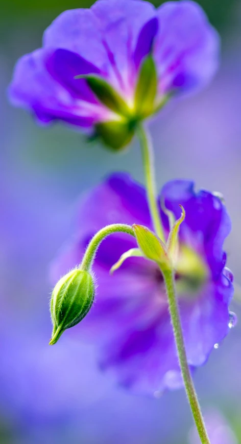 two purple flowers that are blooming in a field