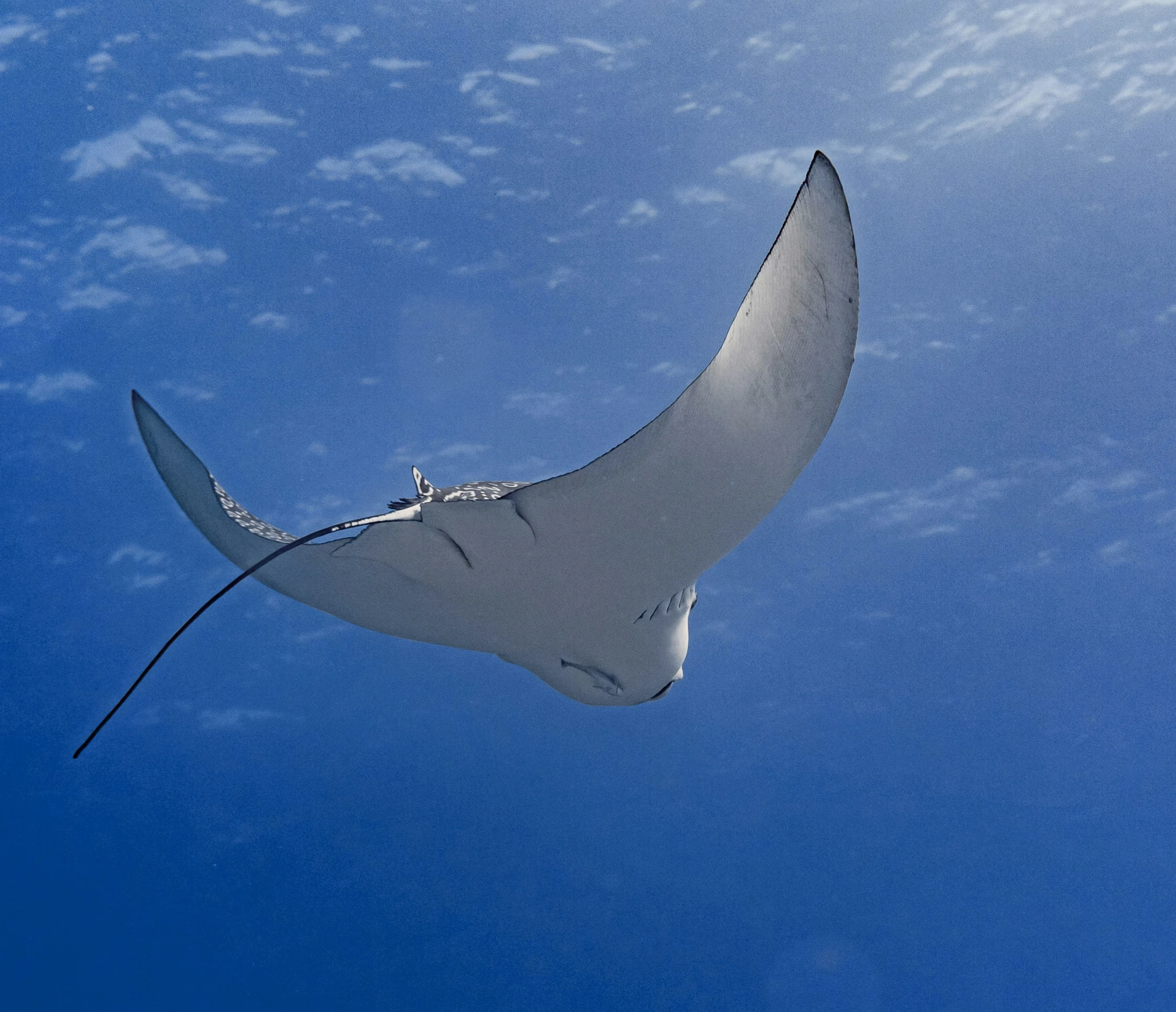 the manta ray floats in the blue sky