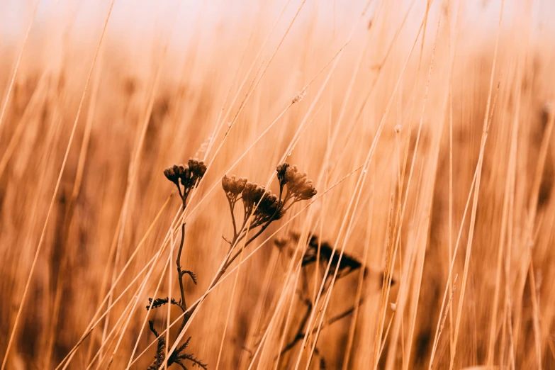 tall grass and flowers in an open field