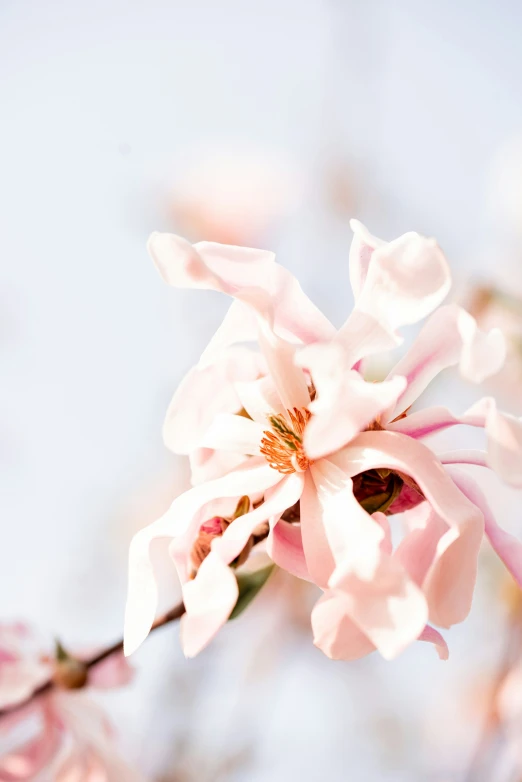 a white and pink flower is blossoming on some nches