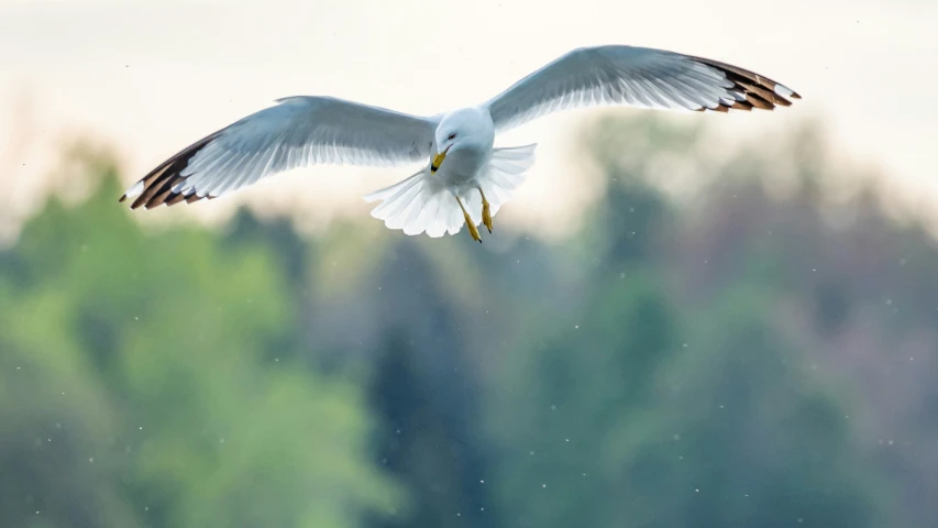 a large white bird flying over some water