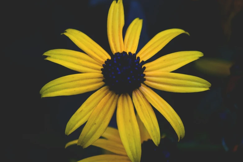 a yellow and blue flower on black background