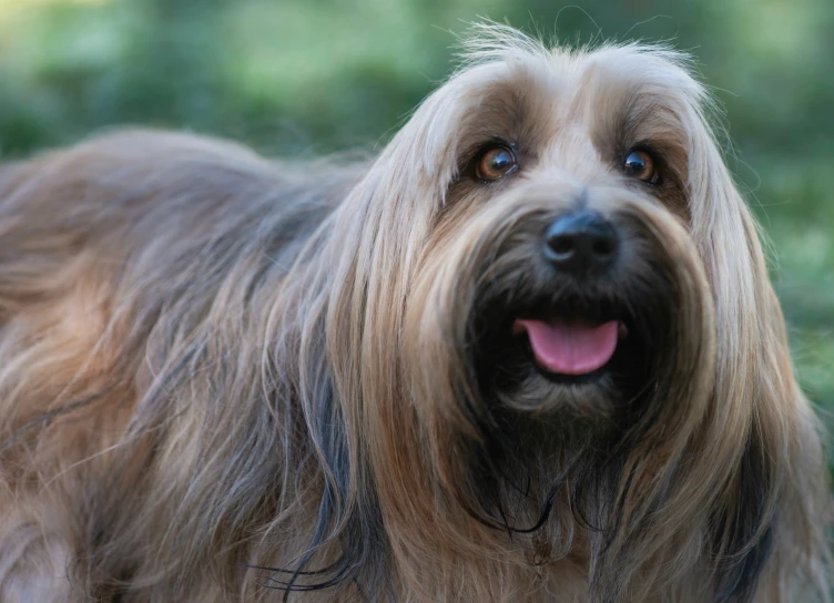 a dog is standing in front of the camera