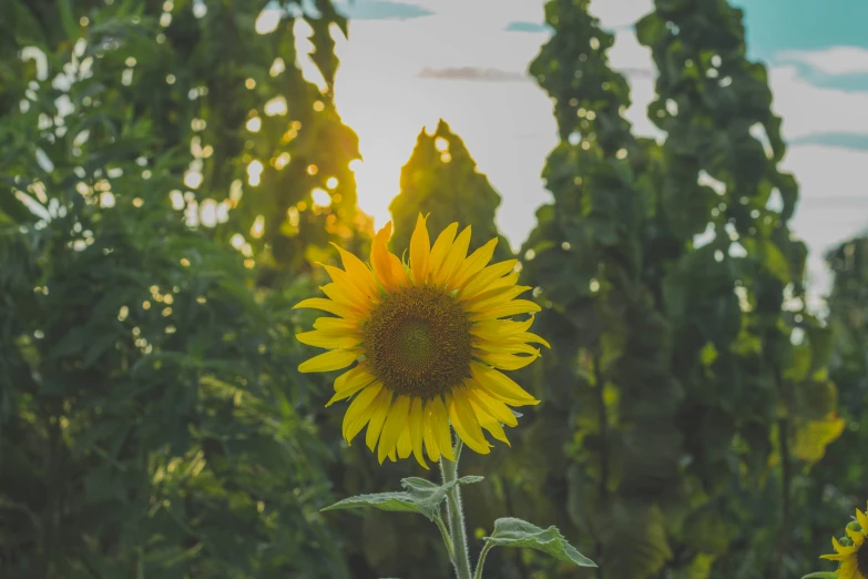 a yellow sunflower blooming in a forest during the day