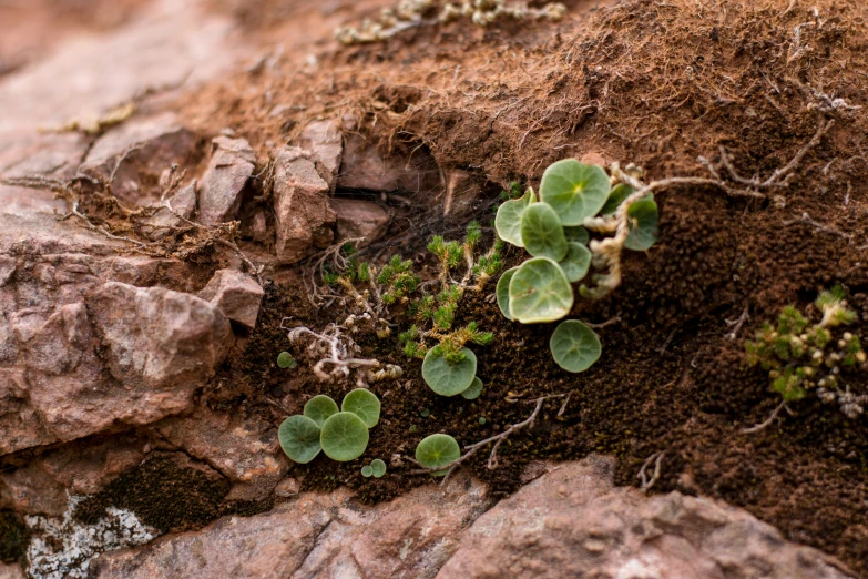 several plant life on the rocks with moss