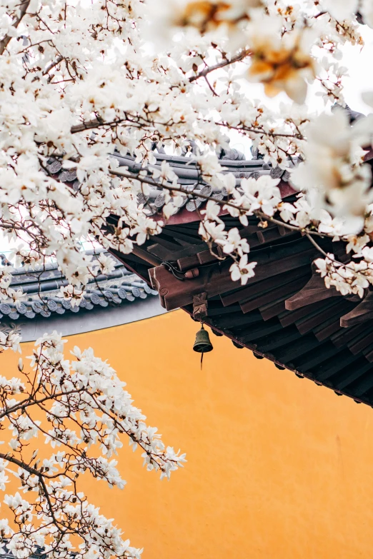 a beautiful picture of some white flowers and some orange background