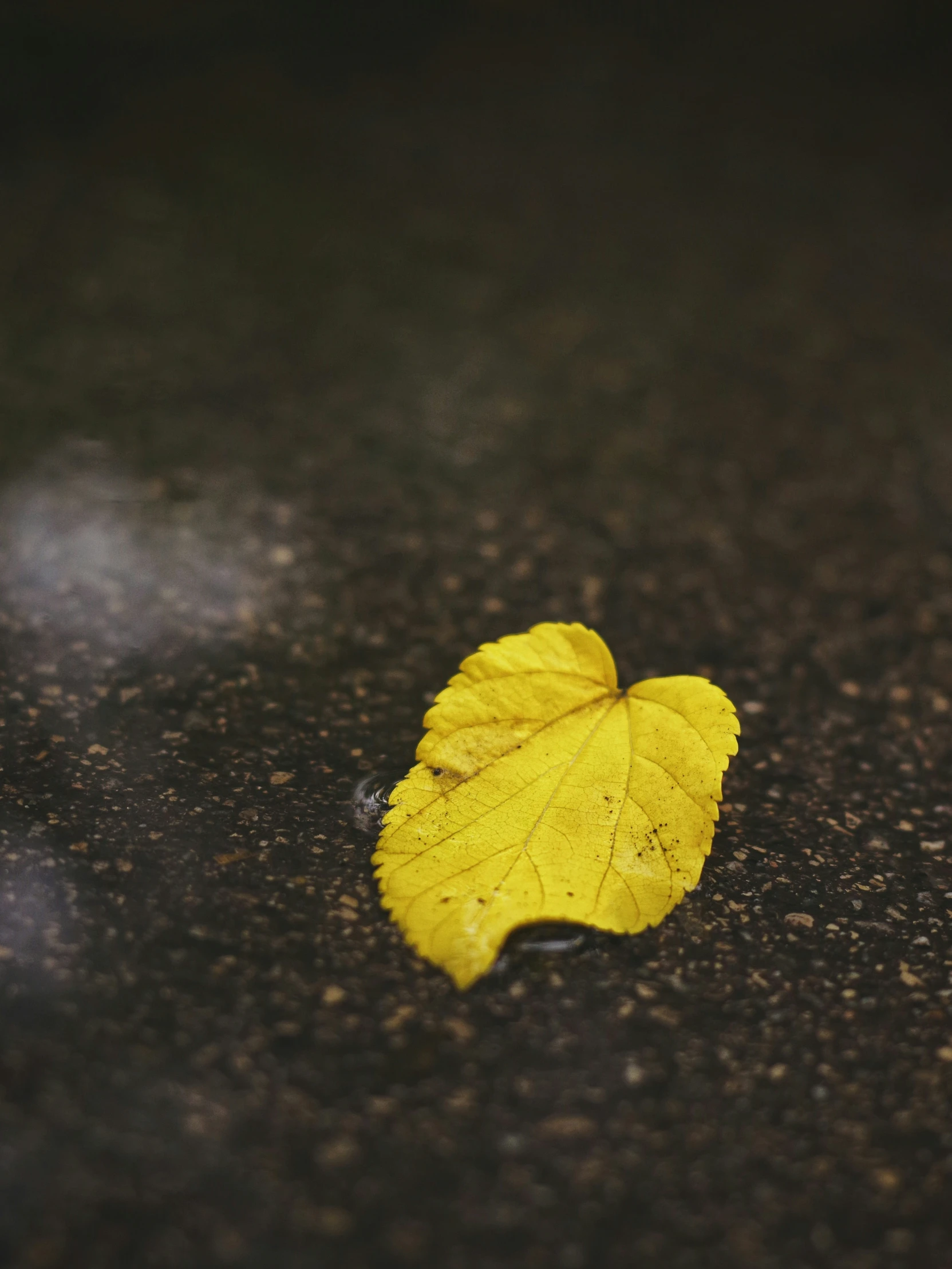 a yellow leaf laying on top of a black ground