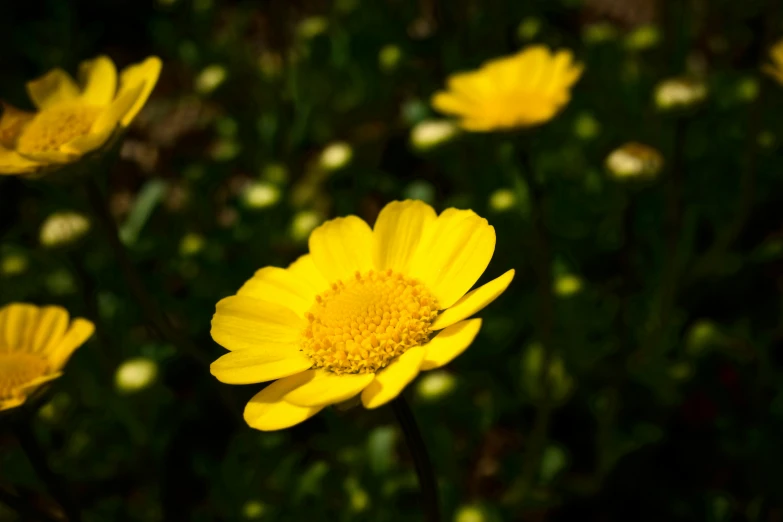 some very pretty yellow flowers by a bunch of bushes