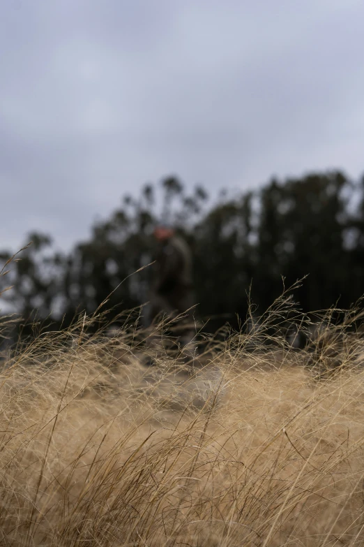 a man and his dog in the background are walking on a path through grass