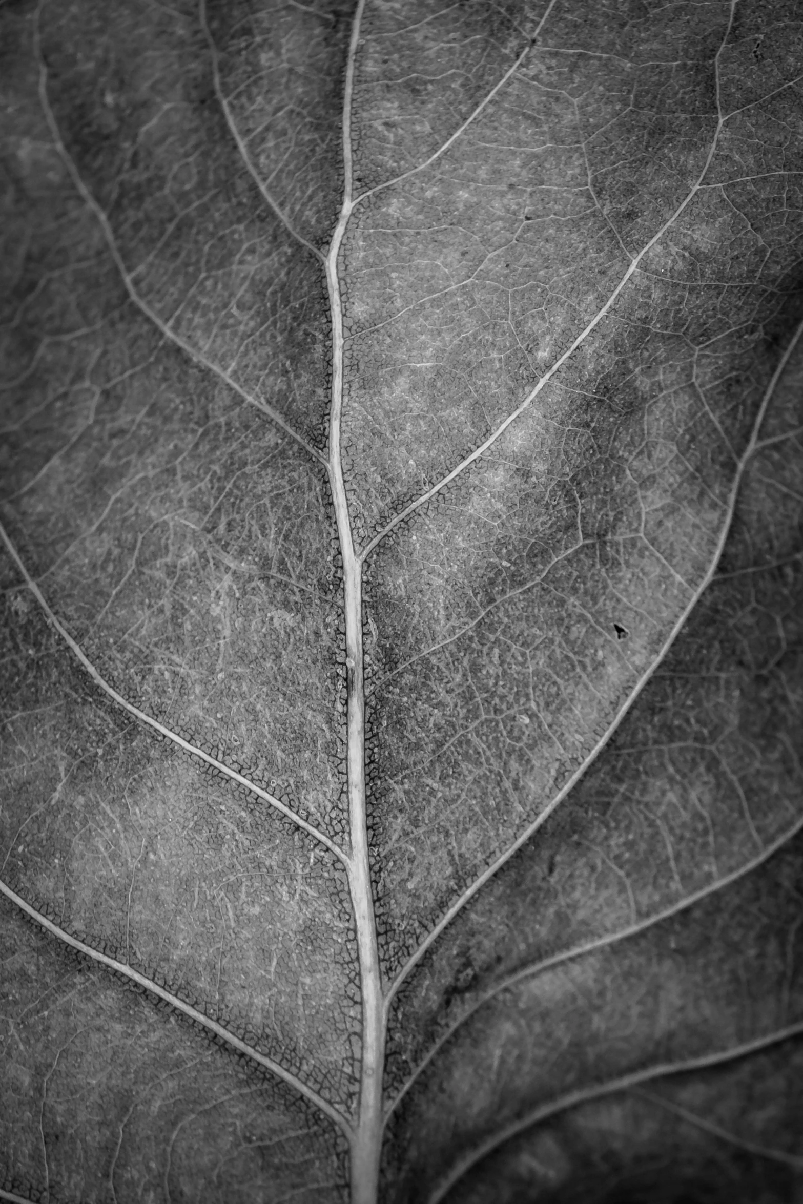 the back side of a leaf with lines sticking out of it