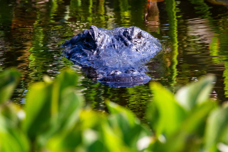 there is a large blue alligator swimming on the lake