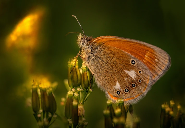 a large erfly that is sitting on a flower