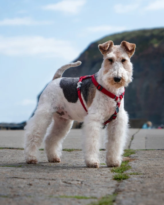 a white dog standing on top of a street