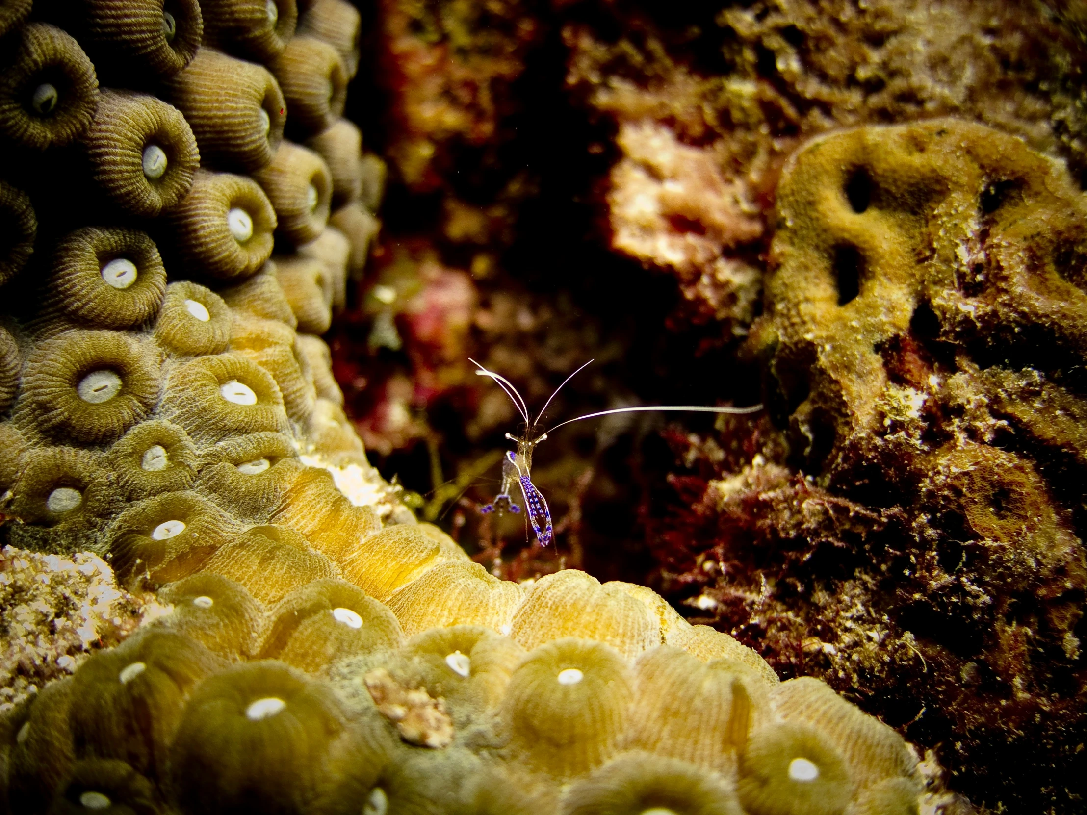 a tiny insect sits on the reef next to yellow coral