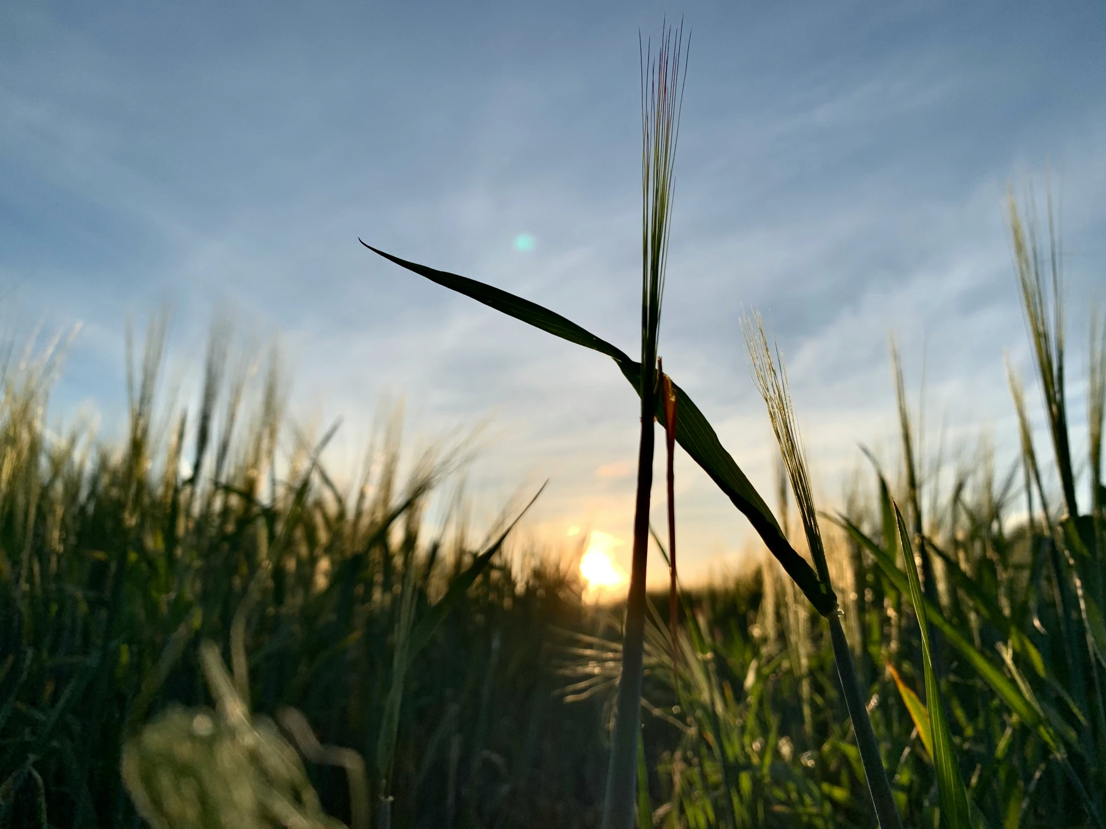 grass and reeds with the sun shining in the background