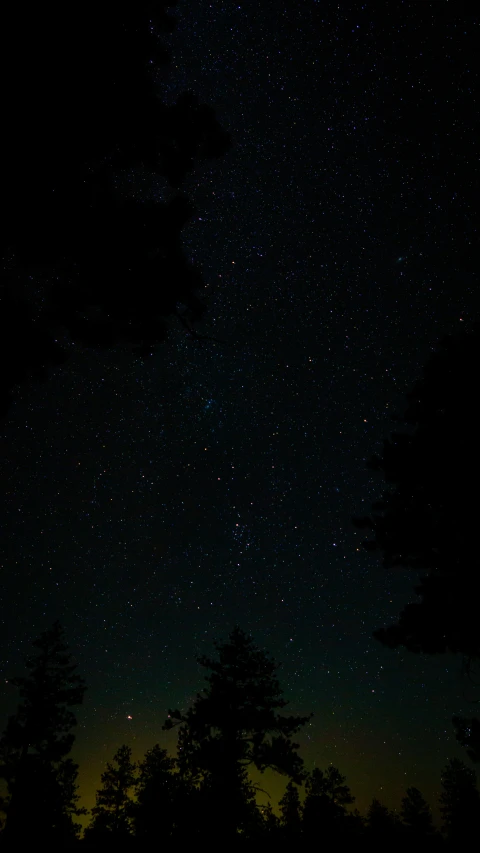 the night sky over a lot of trees and a bench