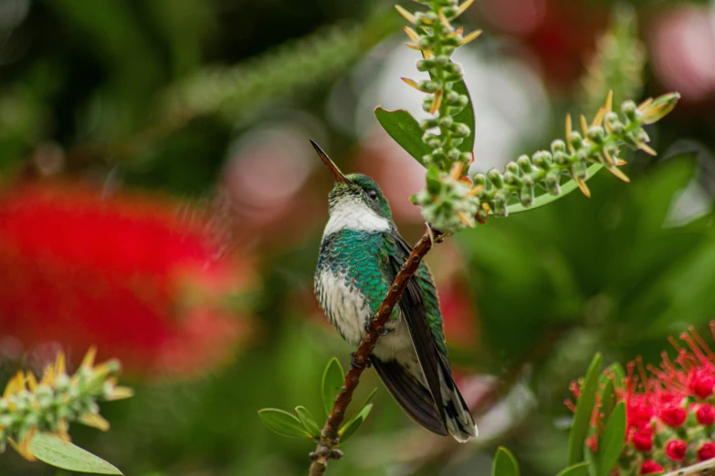 a little bird sits on a nch in a tree