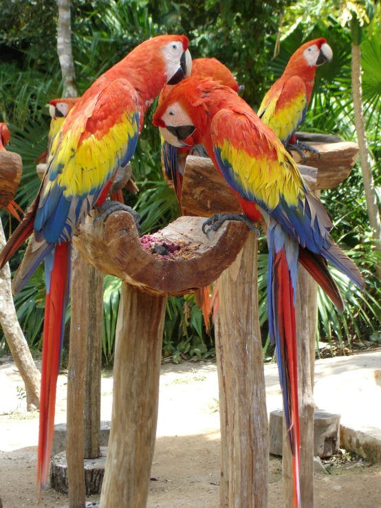 three colorful parrots stand around a tree stump