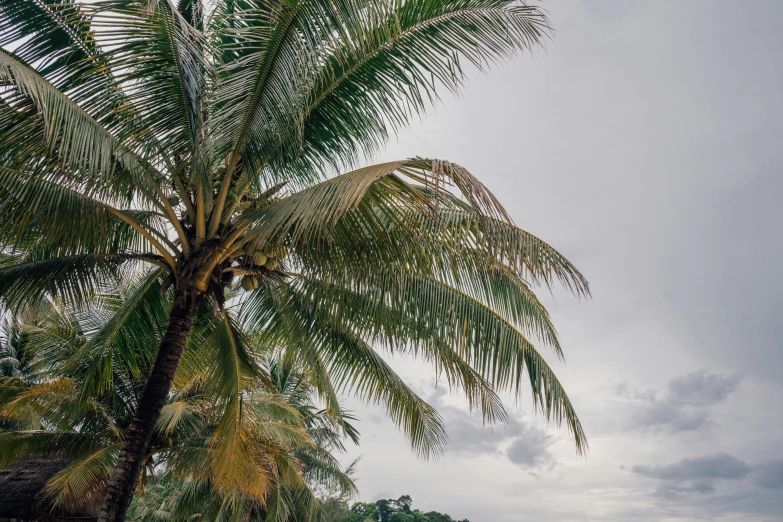 palm tree on a tropical island with the cloudy sky