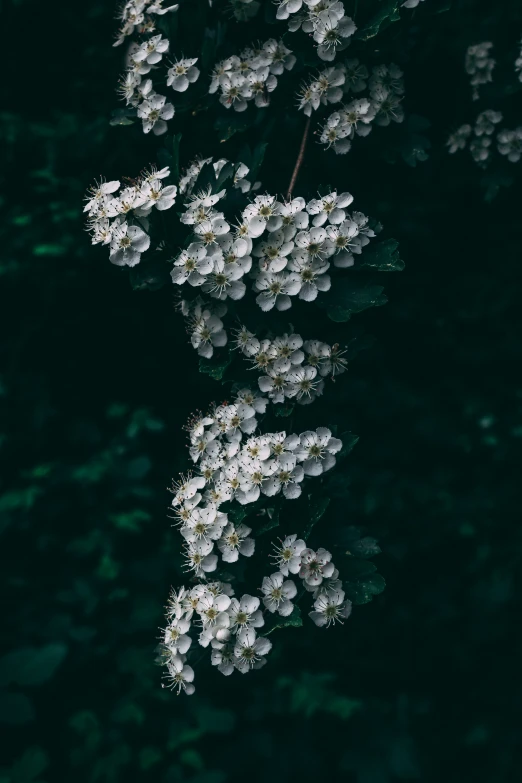 white blossoms on the vine that i can't have