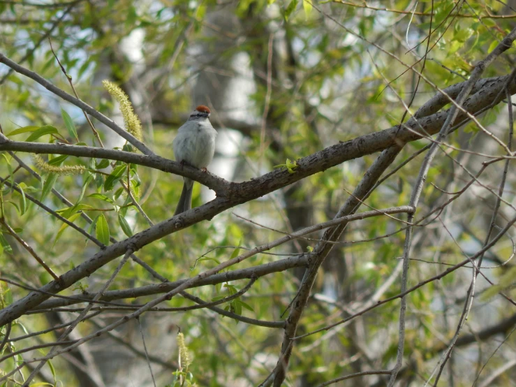 small bird perched on a tree nch in a forest