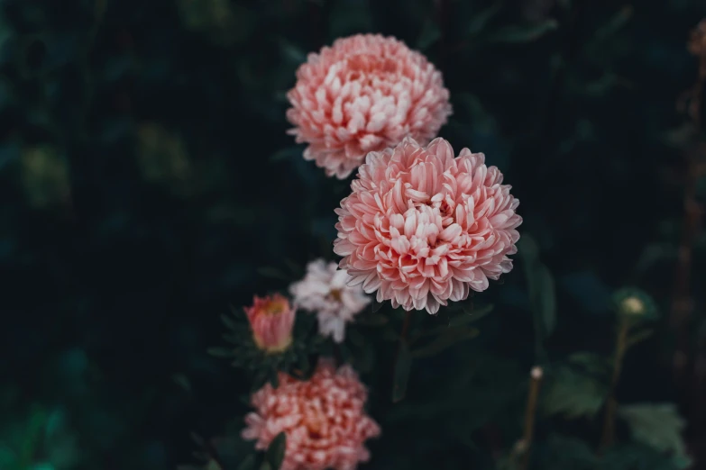 a flower of pink color in the middle of a green background