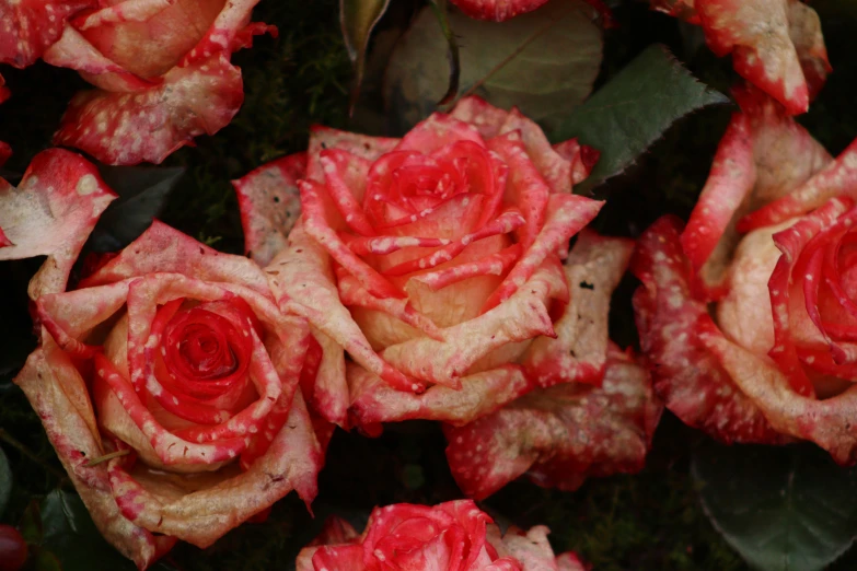 a bunch of red and white roses under water