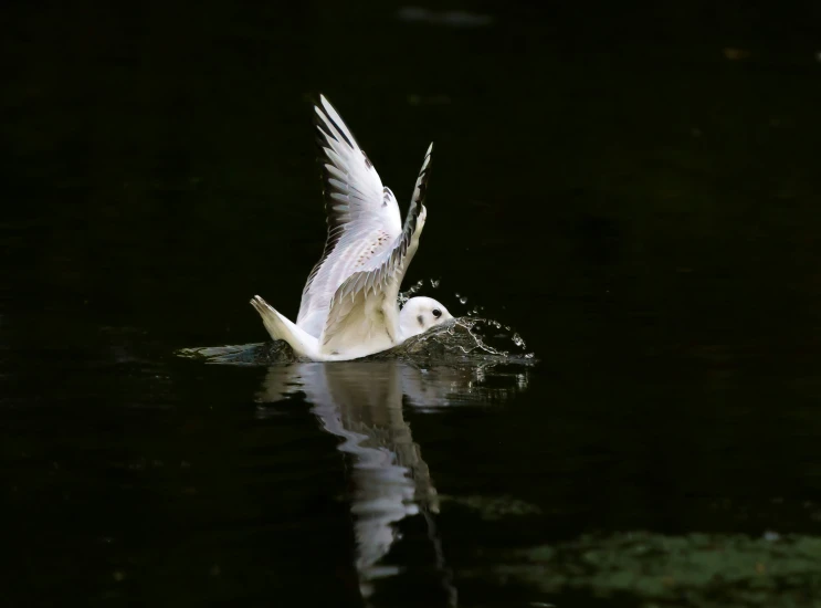 a bird that is on some water with it's wings out