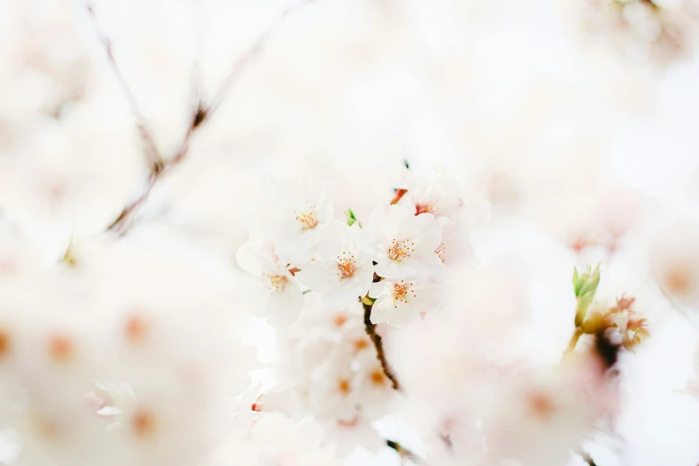a picture of some white flowers in a tree