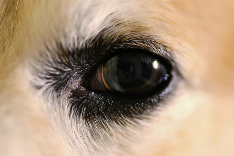 close up of a dog's eye with yellow background