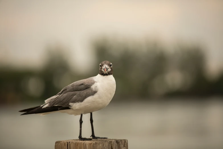 a bird is standing on top of a stump