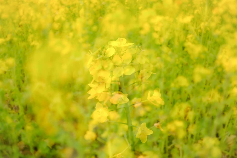 a field filled with lots of yellow flowers