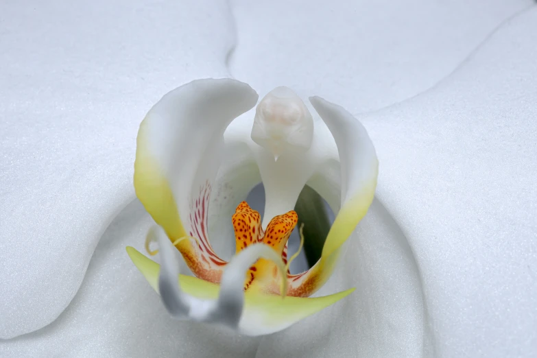 an closeup po of a white and yellow flower