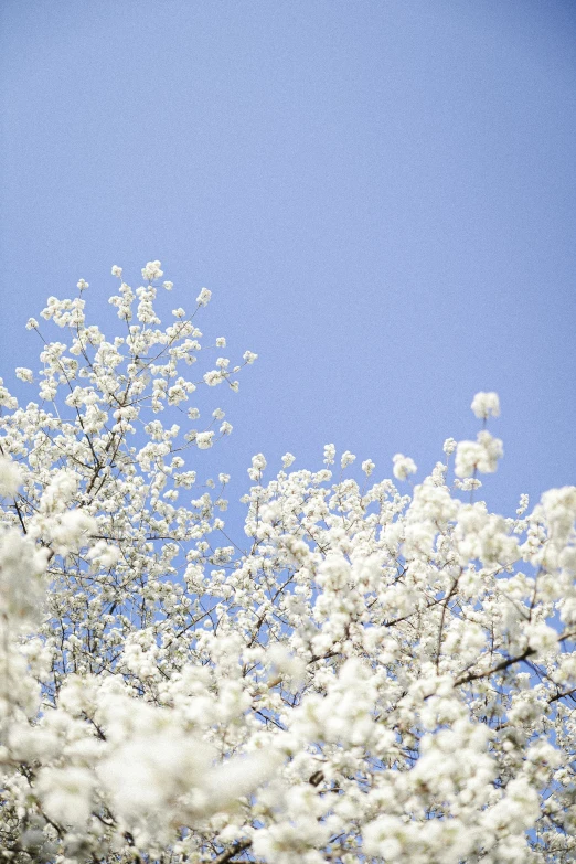 a plane flies past flowers on the tree