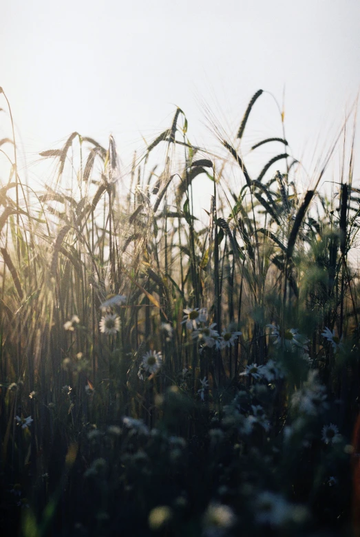 the sun is shining down on tall grass