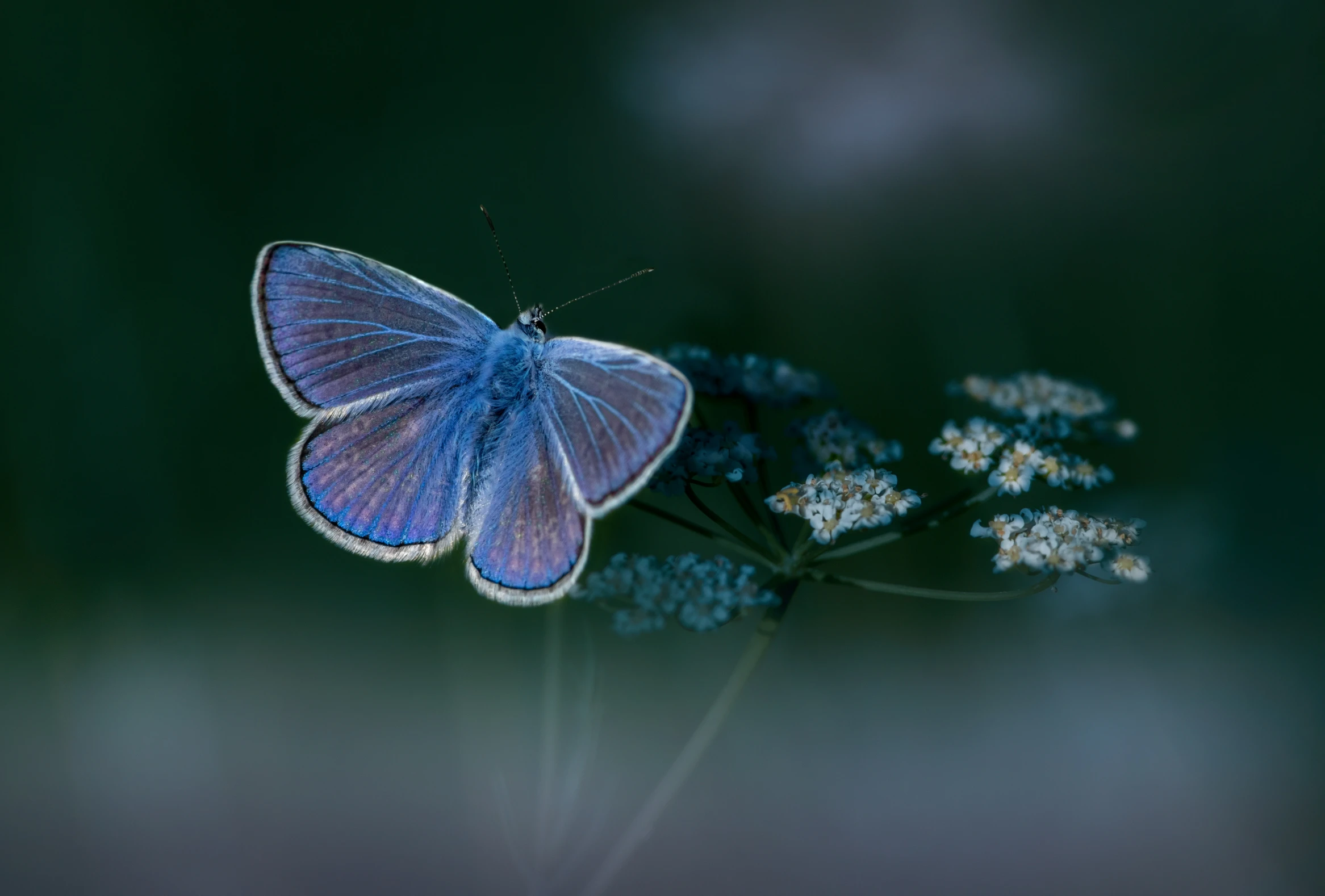 a blue erfly sits on top of a flower