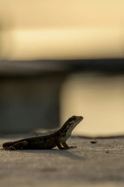 a small lizard sitting on the pavement with an empty cup