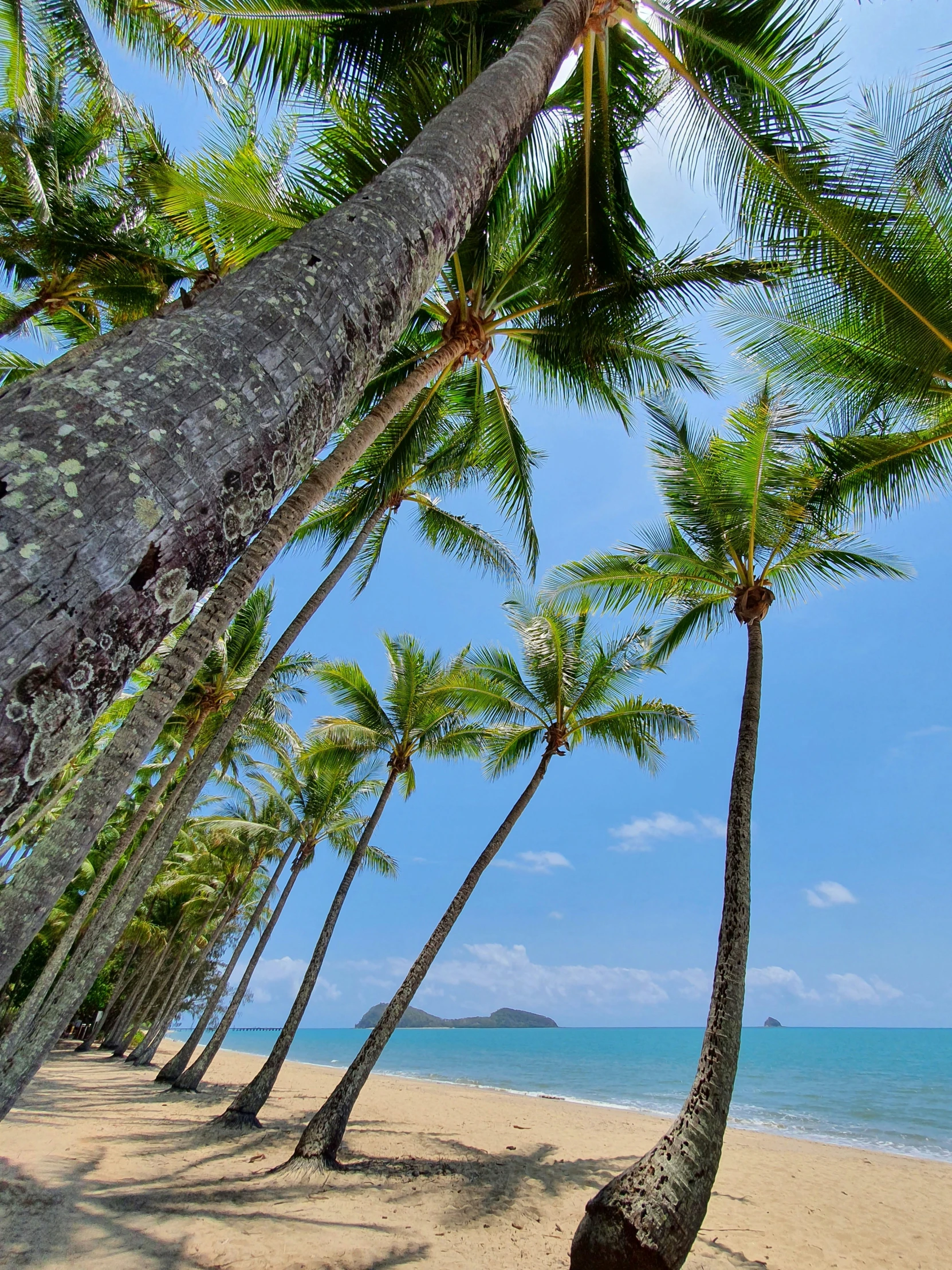 palm trees on the beach with blue water in background