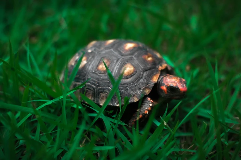 the turtle is sitting on the grass and looking down